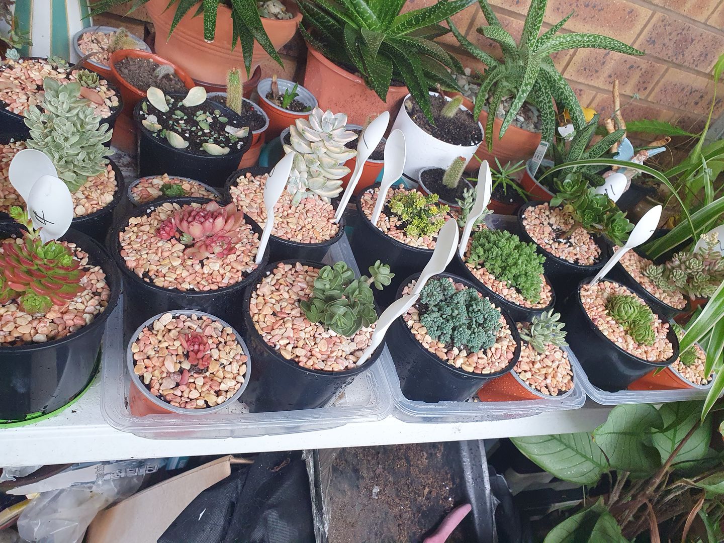Customer photo review of Sedum Joyce Tulloch Variegata