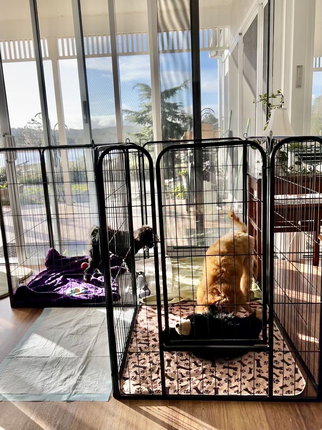Customer photo review of PaWz 8 Panel Pet Dog Playpen