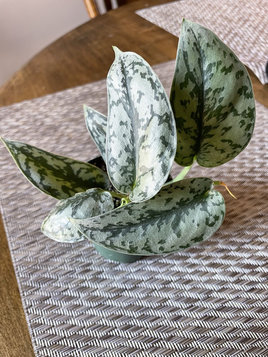 Customer photo review of 3" Scindapsus pictus 'Silver Lady'
