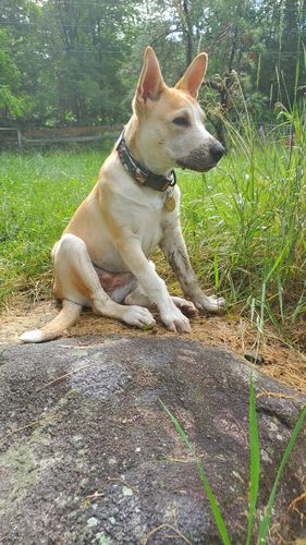 Customer photo review of NOOM: Artist Series Collar