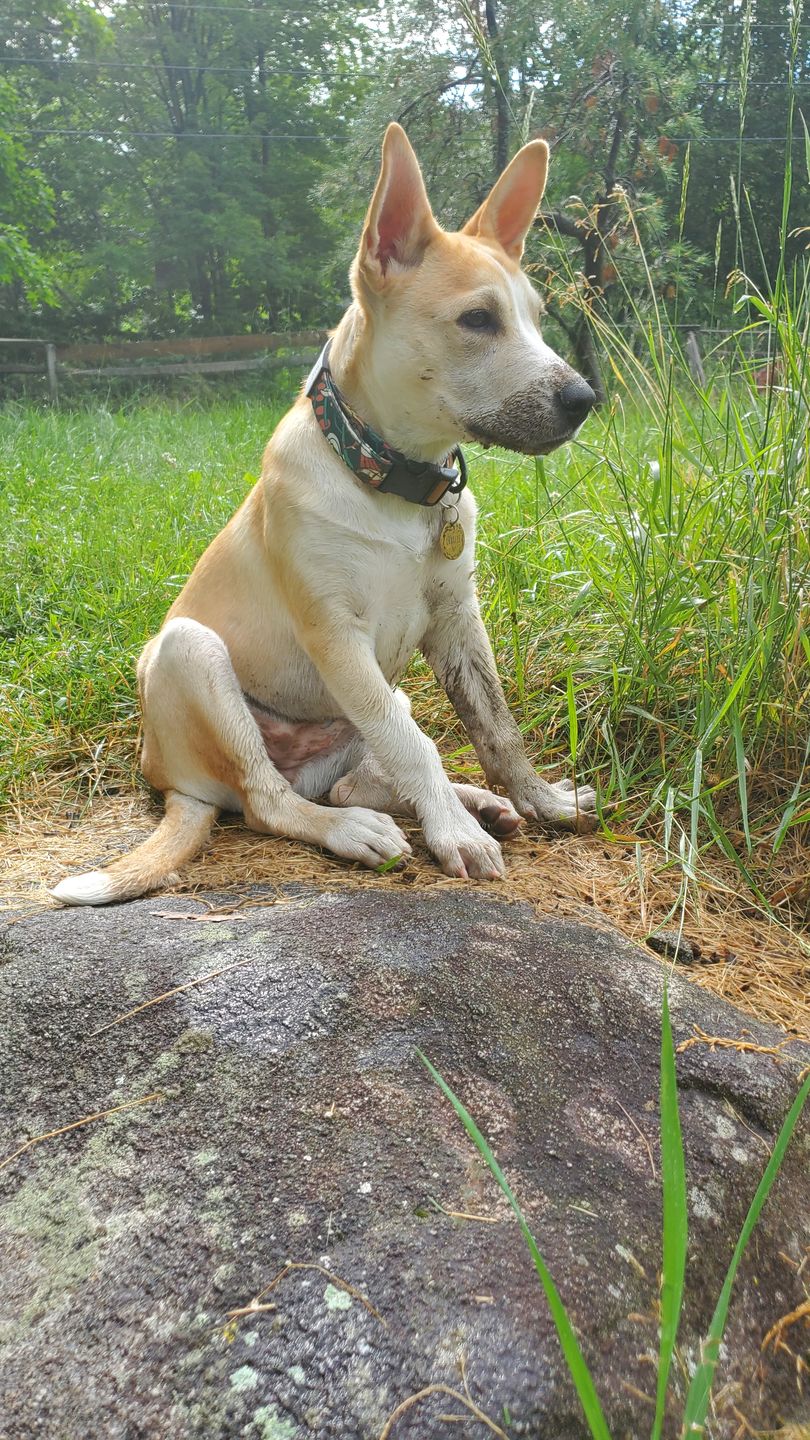 Customer photo review of NOOM: Artist Series Collar