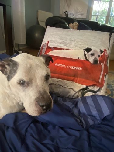 Customer photo review of Create A Custom Dog Pillow