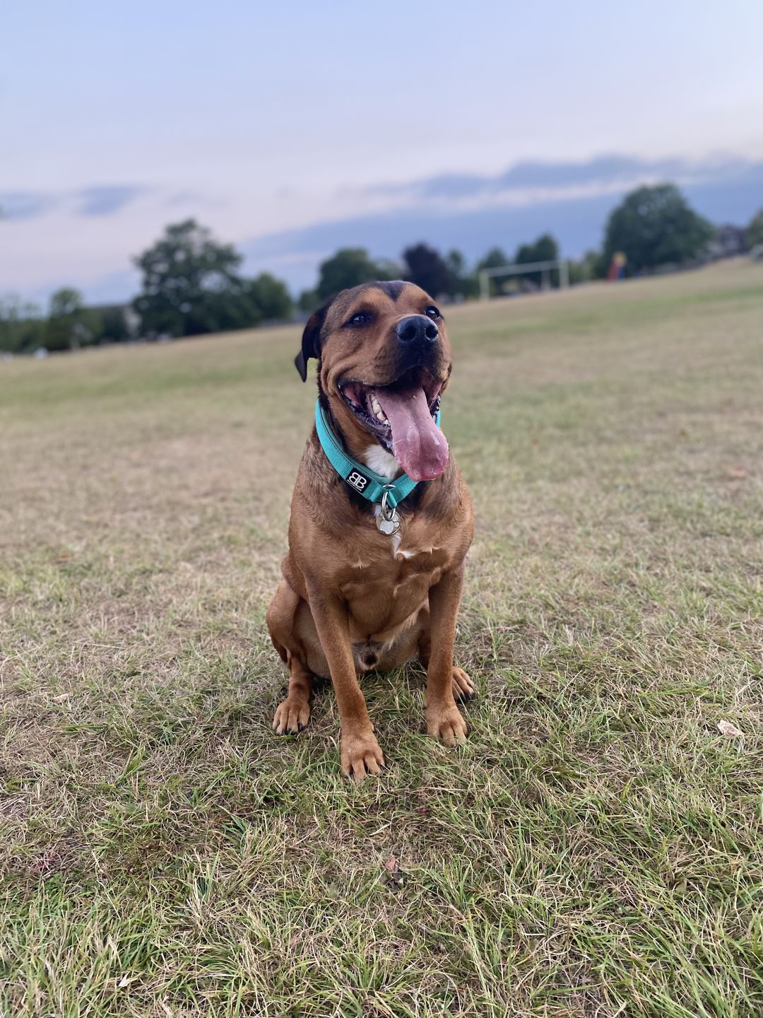 Customer photo review of 4cm RR Collar | Soft Padded & Reflective | Series 2 - Turquoise