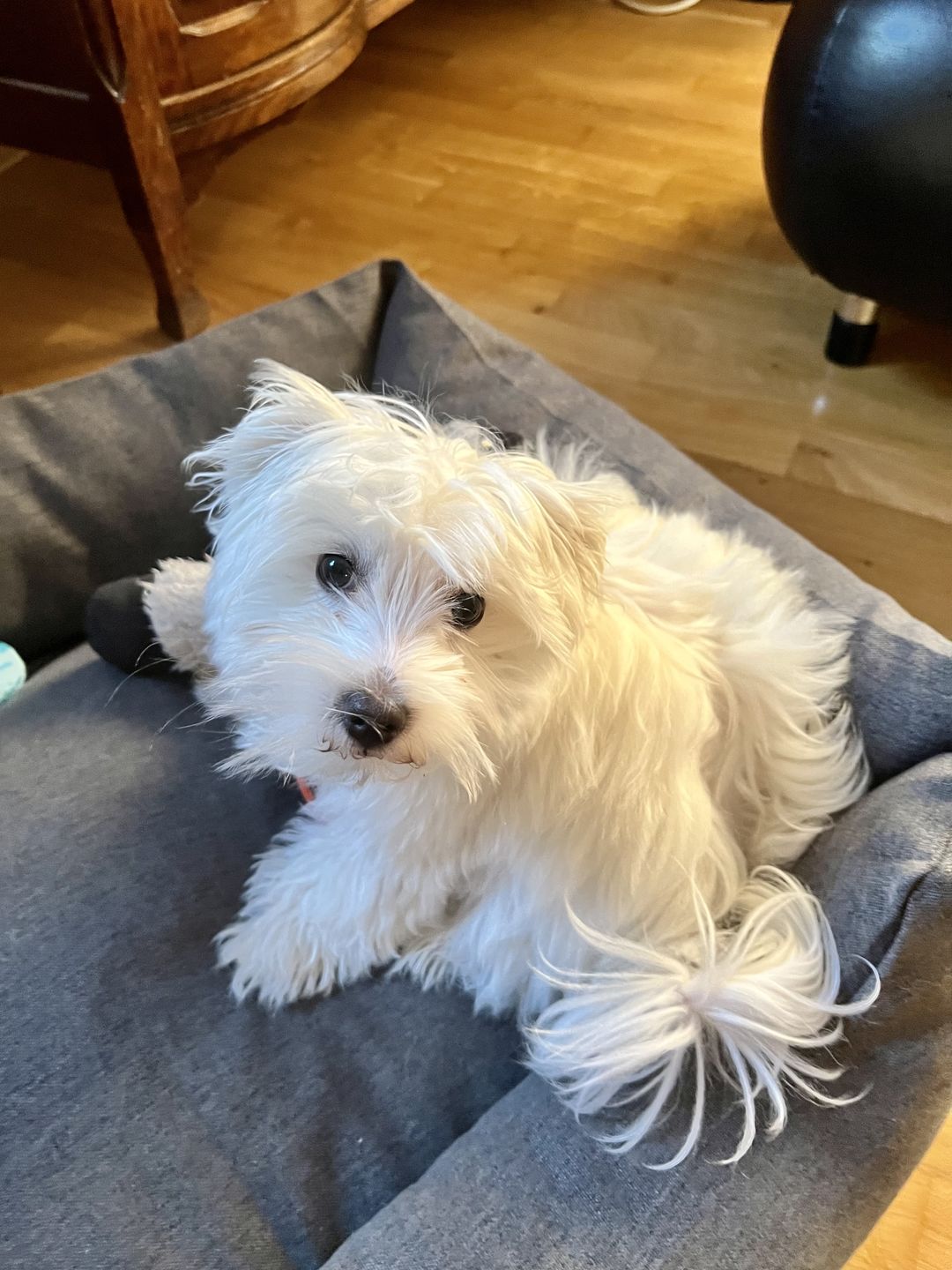 Customer photo review of Orthopädische Hunde Couch