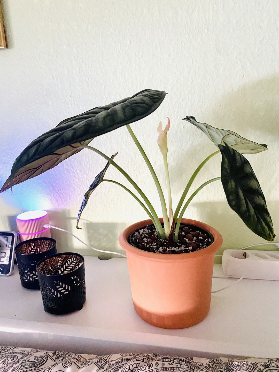 Customer photo review of ALOCASIA DRAGON SCALE