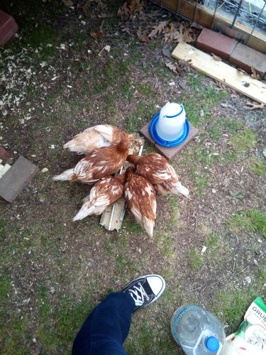 Customer photo review of GrubTerra Dried Larvae