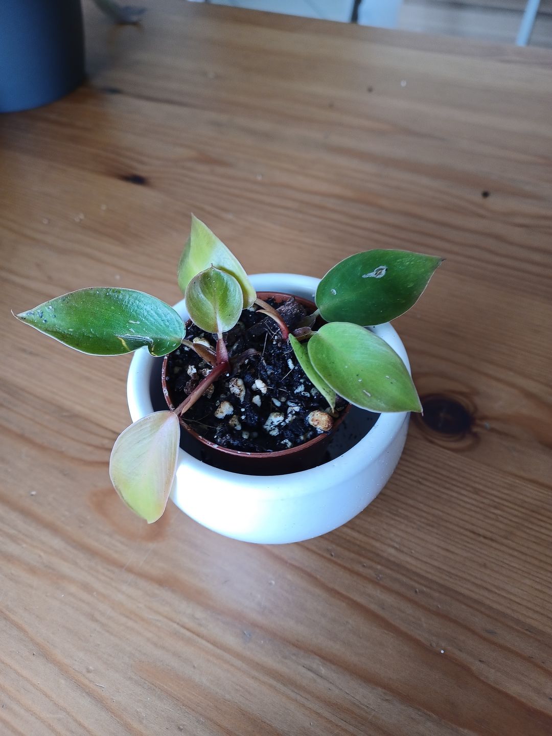 Customer photo review of PHILODENDRON PRINCE OF ORANGE