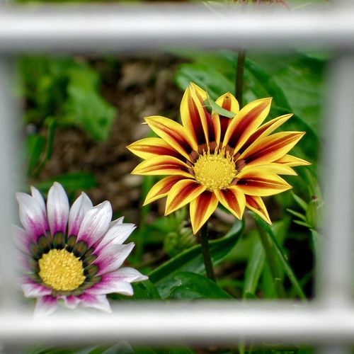 Customer photo review of Police Beats