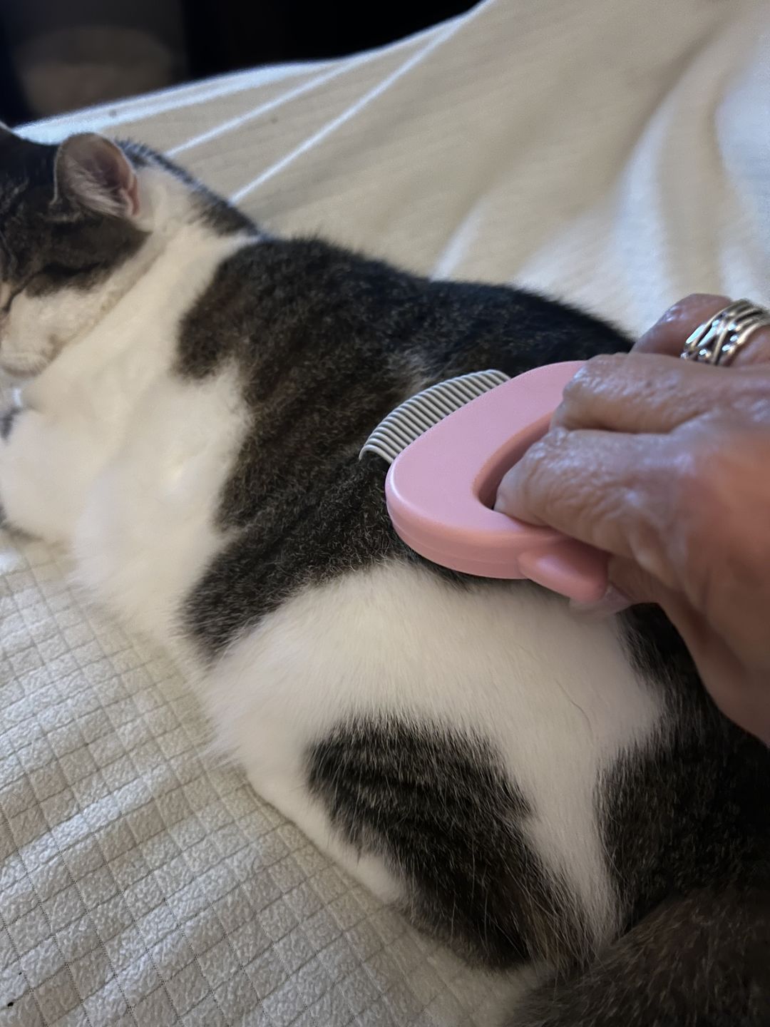 Customer photo review of Cat Hair Removal Massaging Shell Comb