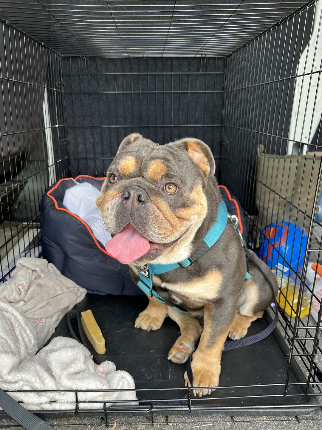 Customer photo review of TRI-Harness® | Anti-Pull, Adjustable & Durable - Dog Trainers Choice -  Light Blue v2.0