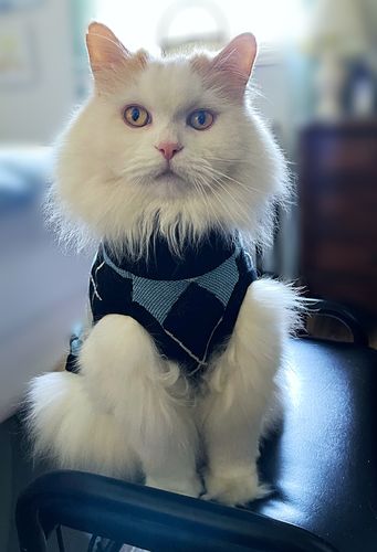 Customer photo review of Custom Pet Sweater