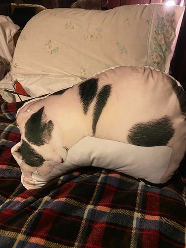 Customer photo review of Create A Custom Cat Pillow