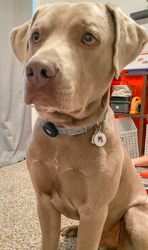 Customer photo review of White