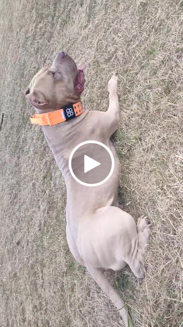 Customer video review of 1.4m Swivel Combat Lead | Neoprene Lined, Secure Rated Clip with Soft Handle - Orange