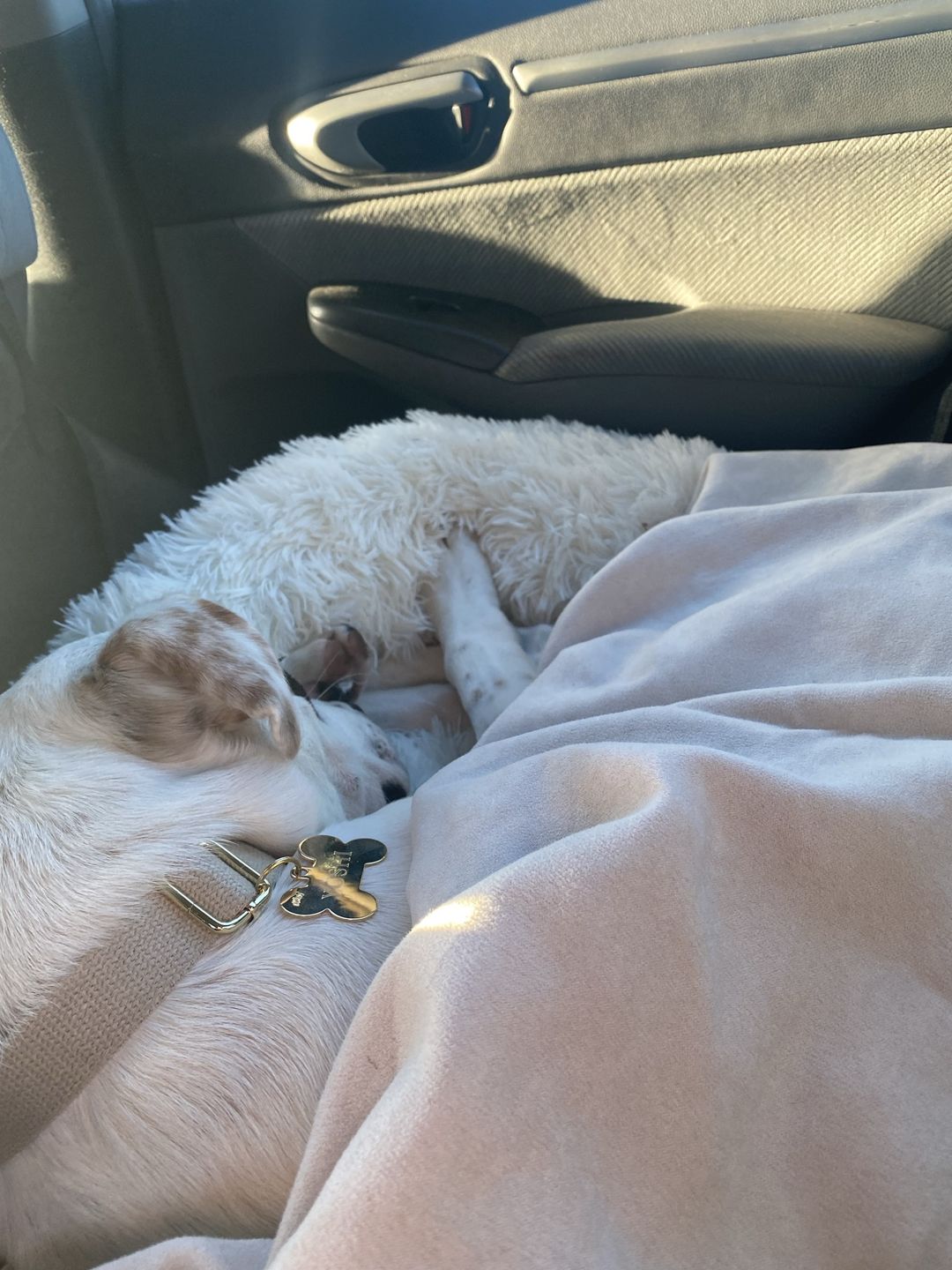 Customer photo review of Heavy Duty Hemp Dog Collar ~ Gold