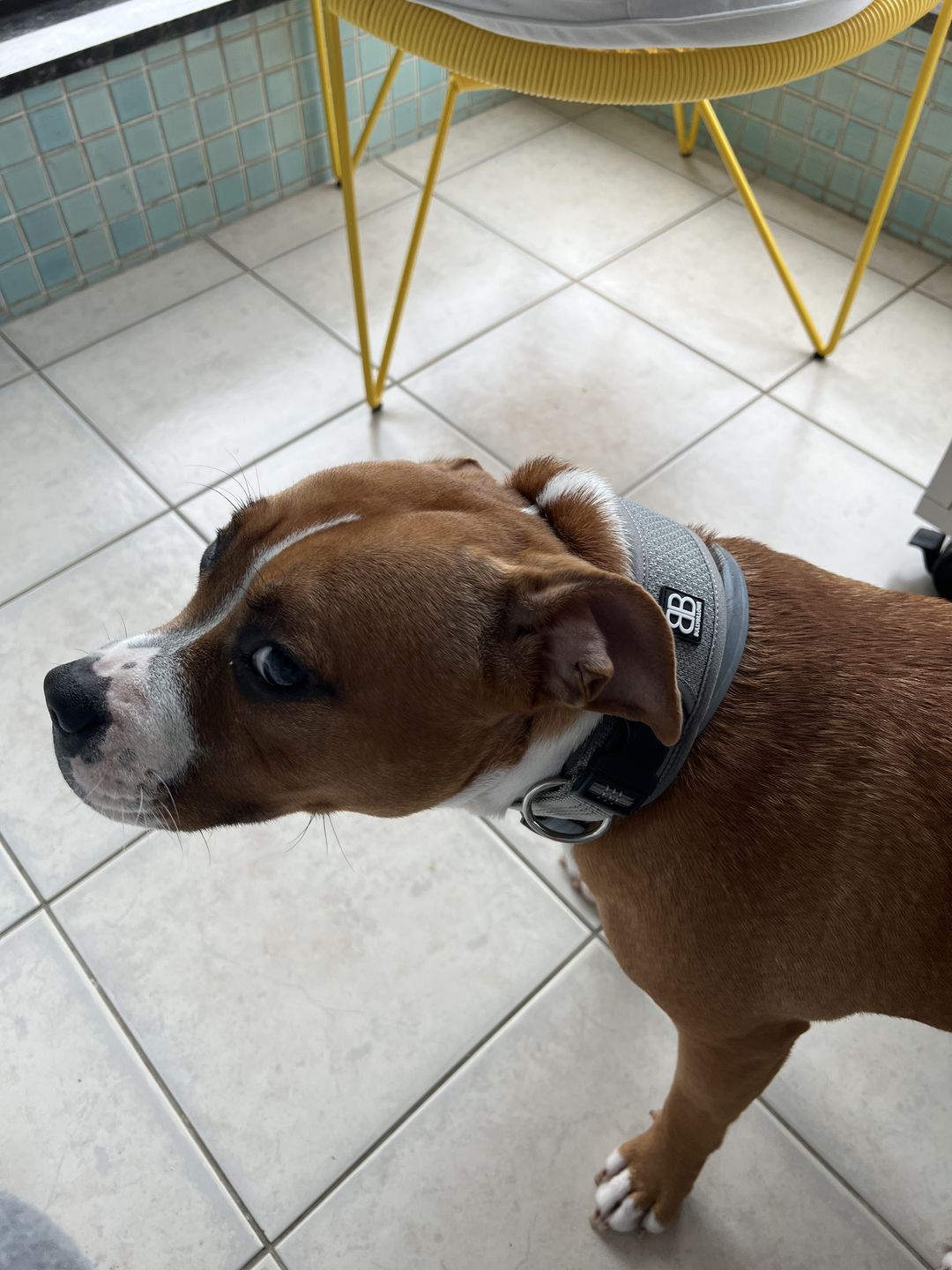 Customer photo review of Active Slip N' Clip Collar - Metal Grey