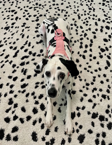 Customer photo review of Visibility Harness for Dogs Pink