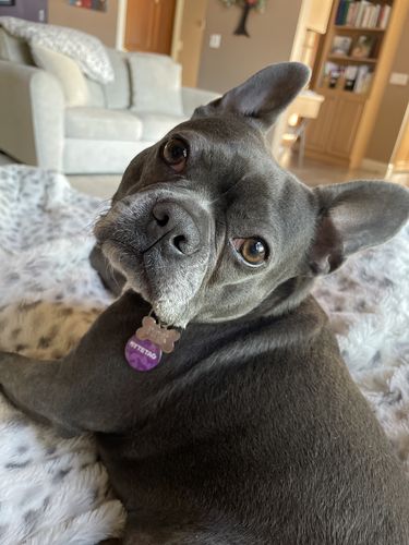 Customer photo review of Woof Pack