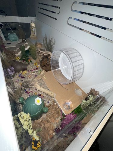 Customer photo review of Niteangel Bigger World MDF Terrarium Aspen Poplar Wooden Enclosure for Syrian and Dwarf Hamsters