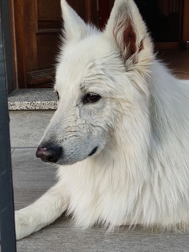 Kundenbewertung mit Foto zu BELISY > Gelenk Komplex < Gelenktabletten für Hunde & Katzen - 100 Tabletten