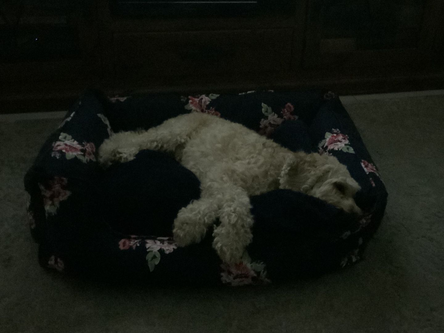 Customer photo review of PaWz Dog Calming Bed Removable Cover Cusion Mat