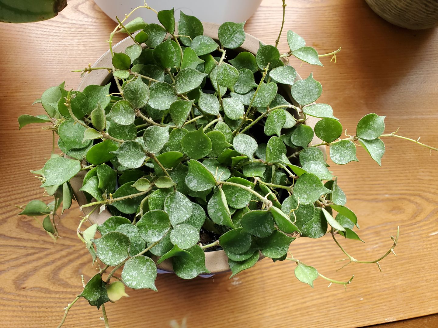 Customer photo review of 4" Hoya curtisii