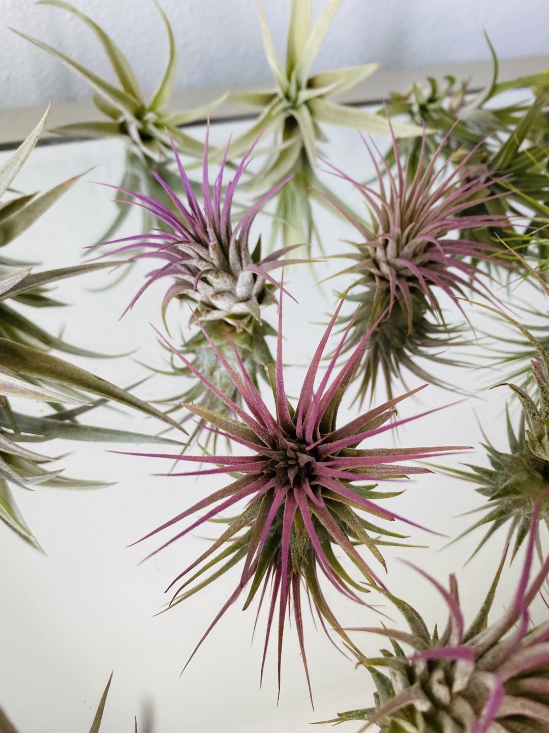 Customer photo review of Wholesale Ionantha Lavender (Minimum Order 5)