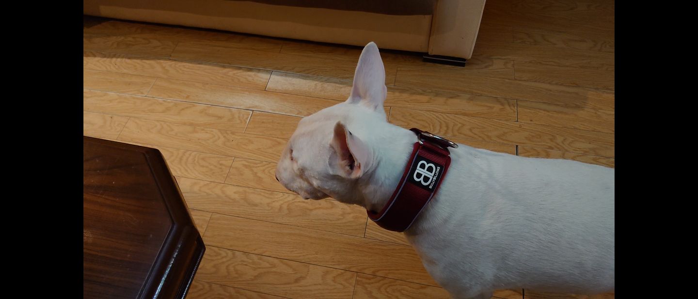 Customer photo review of 5cm RR Collar | Soft Padded & Reflective | Series 2 - Burgundy