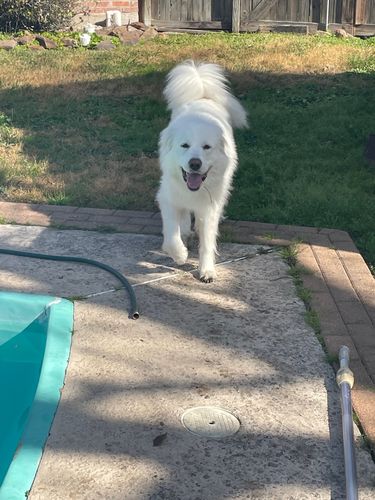 Customer photo review of BarkWise™ Complete