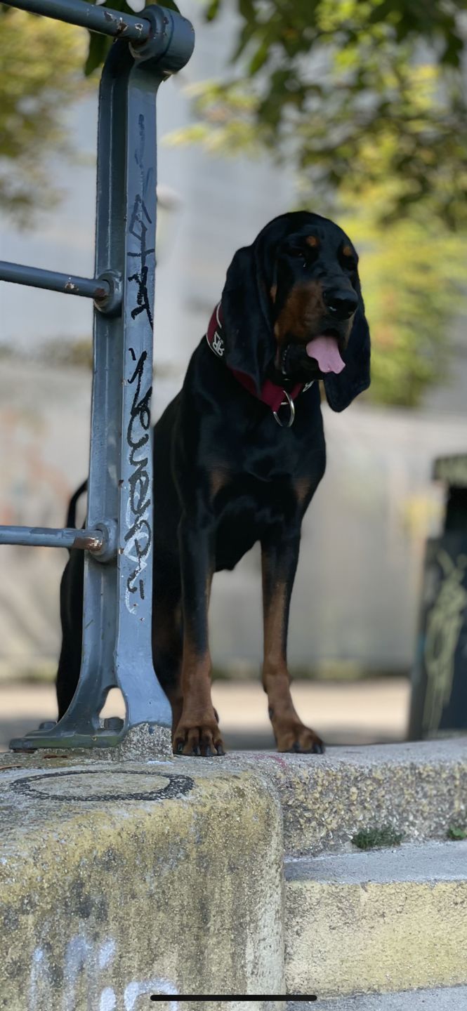 Customer photo review of 5cm RR Collar | Soft Padded & Reflective | Series 2 - Burgundy