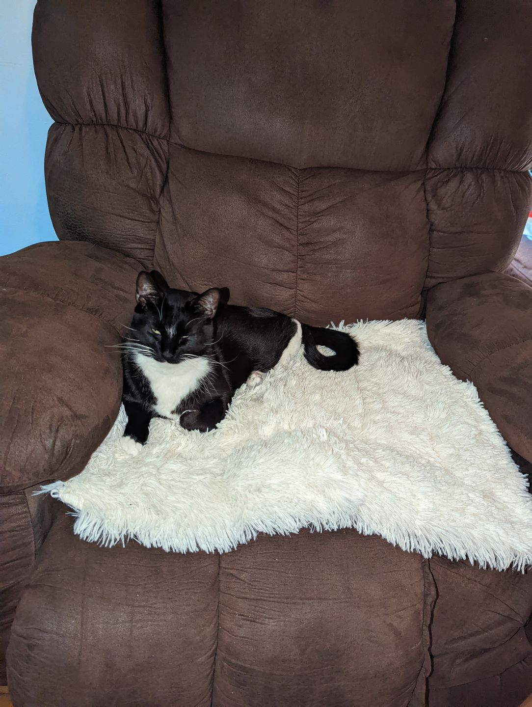 Customer photo review of 2-in-1 Soothing Cat Bed