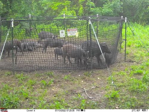 Customer photo review of Pig Brig Trap System