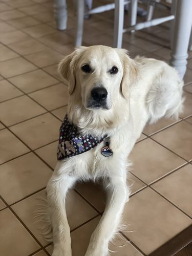 Customer photo review of Just Paws