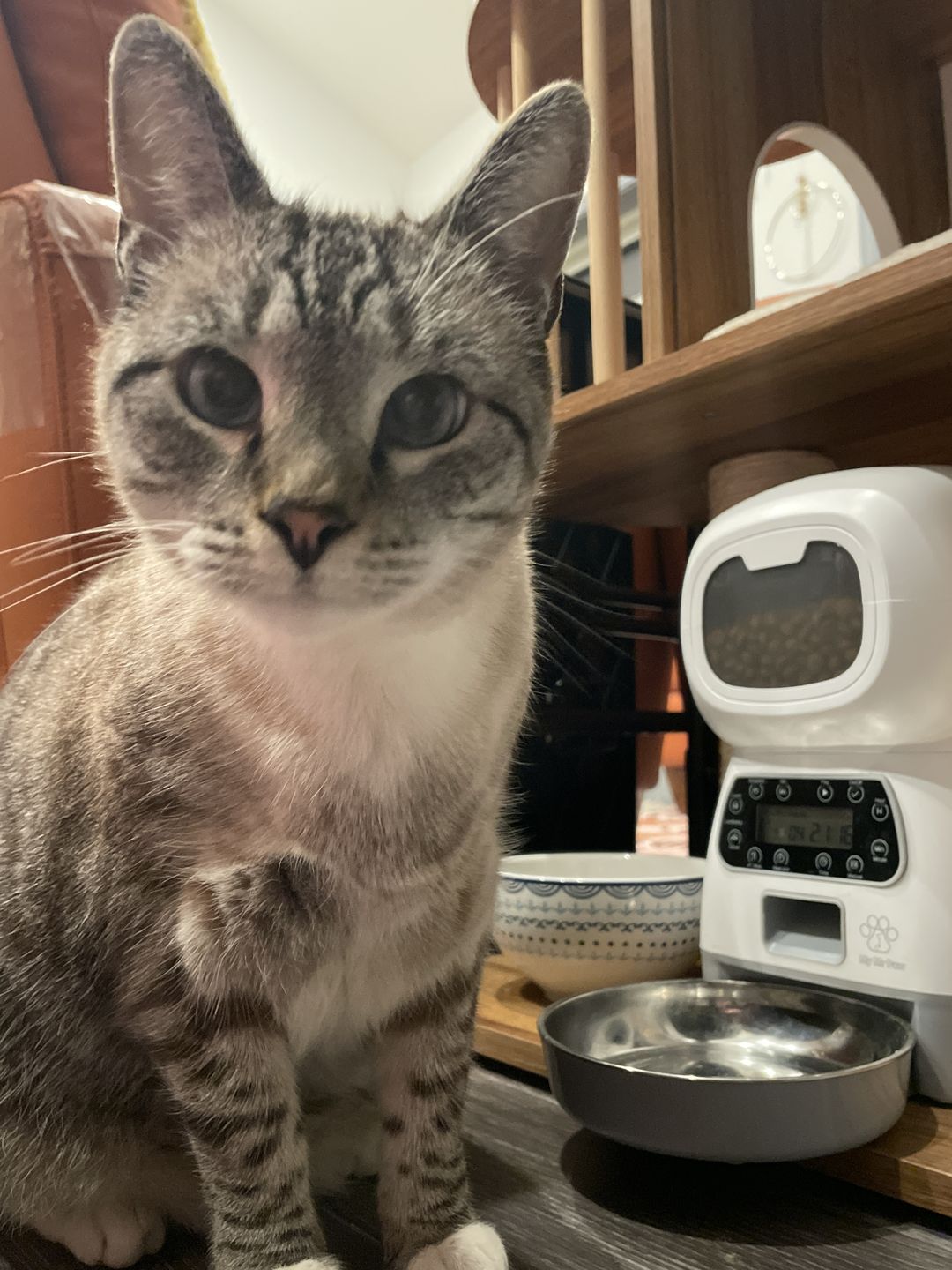 Customer photo review of Royal Canin Veterinary Diet - Urinary + Satiety Dry Cat Food