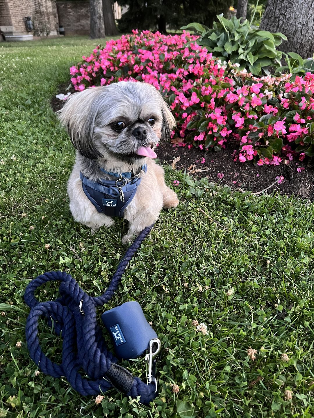 Customer photo review of 6-IN-1 Cotton Rope Dog Leash