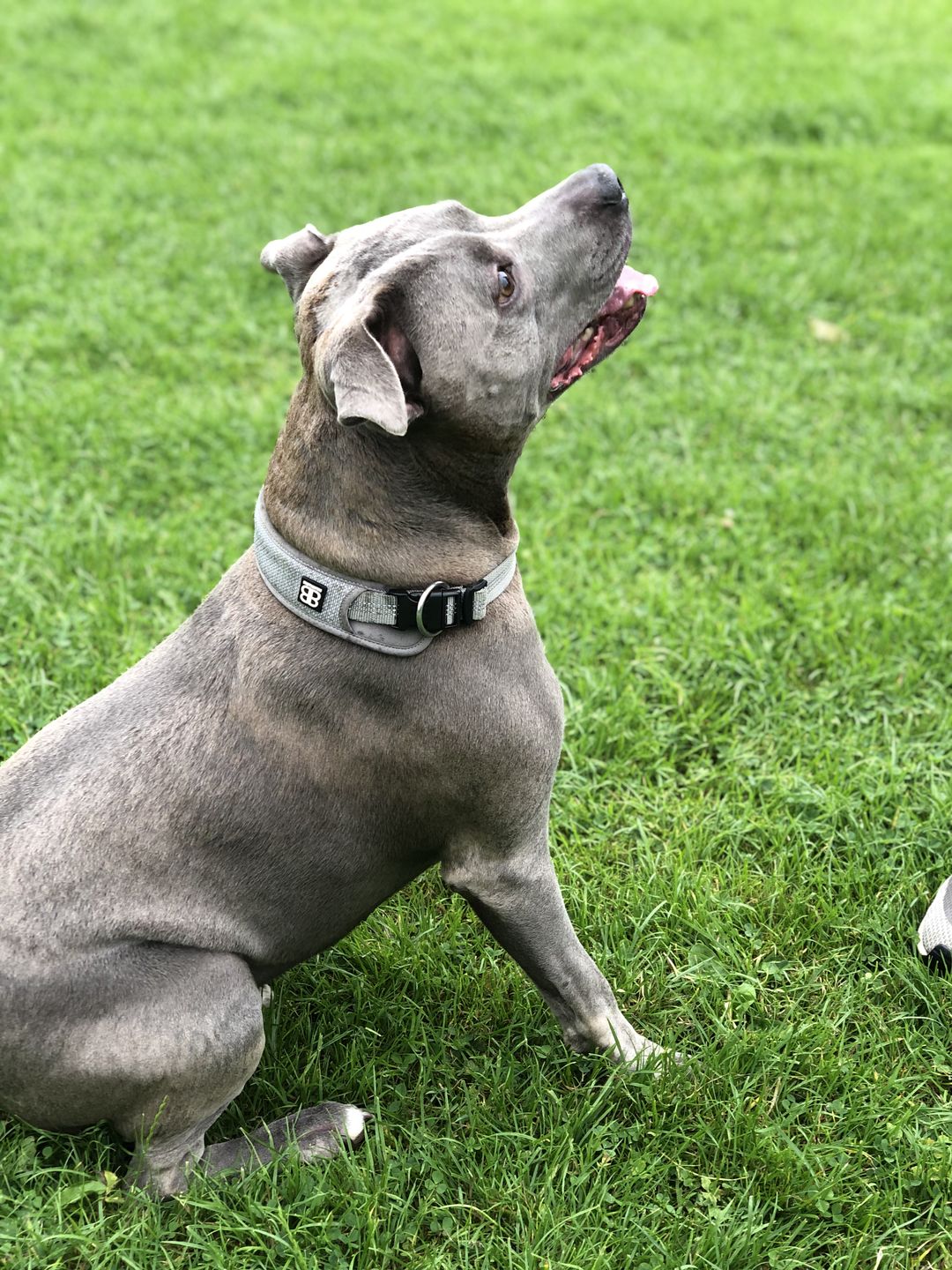 Customer photo review of Active Slip N' Clip Collar - Metal Grey