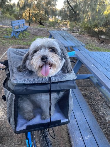 Customer photo review of All In One Pet Carrier Bag | Dog Bike Basket | Backpack for Dogs & Cats | Car Booster Seat