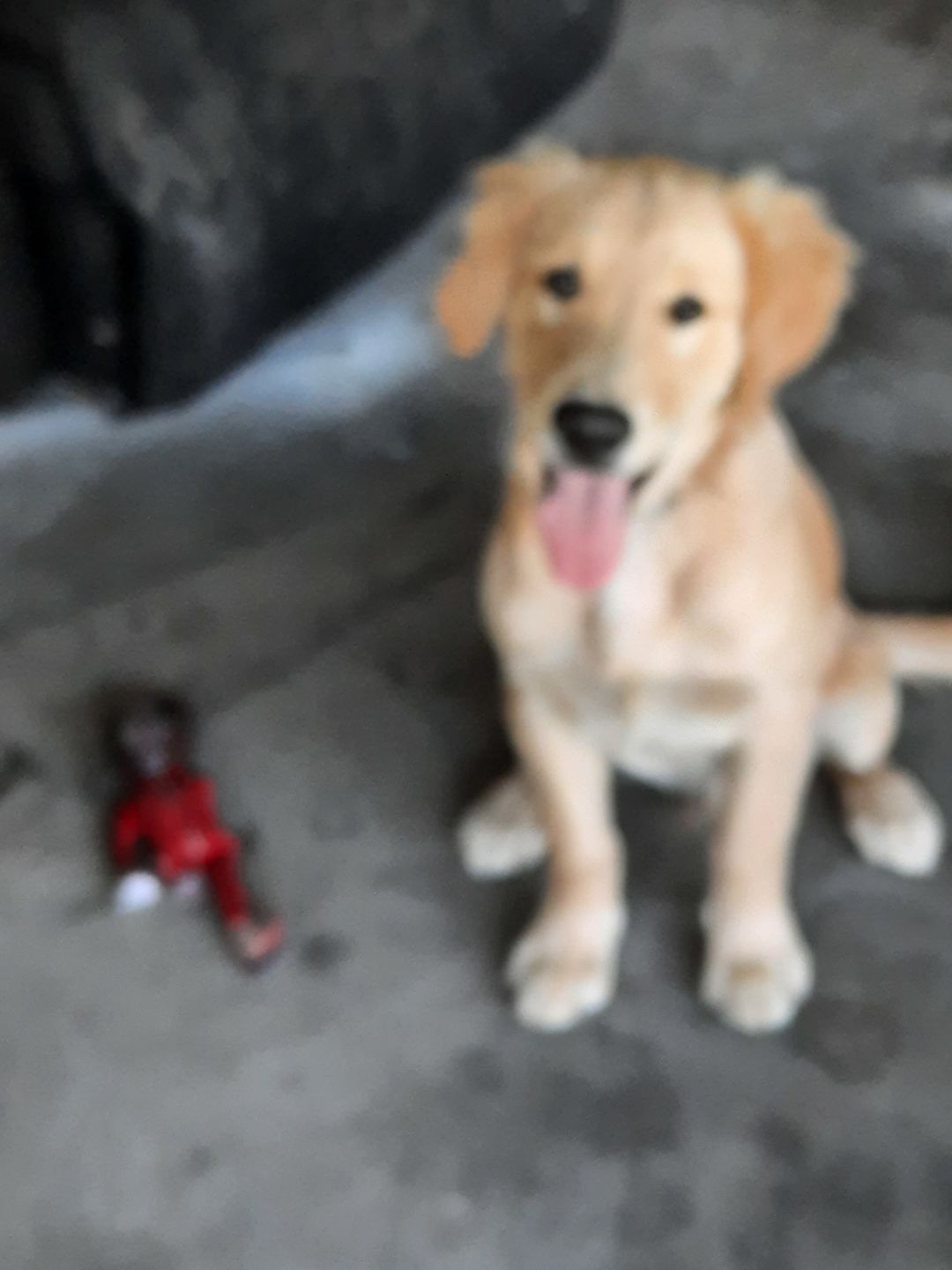Customer photo review of Joe Biden Kamala Harris & Nancy Pelosi Starter Pack Tough Plush Dog Chew Toys with Squeakers - Official Republican Dogs