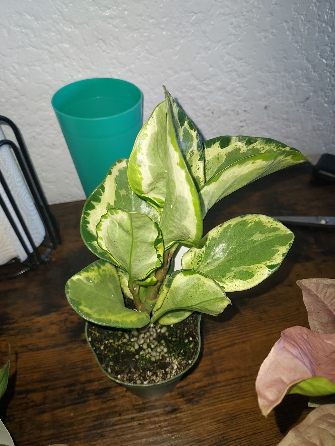 Customer photo review of 4" Peperomia obtusifolia 'Golden Gate'