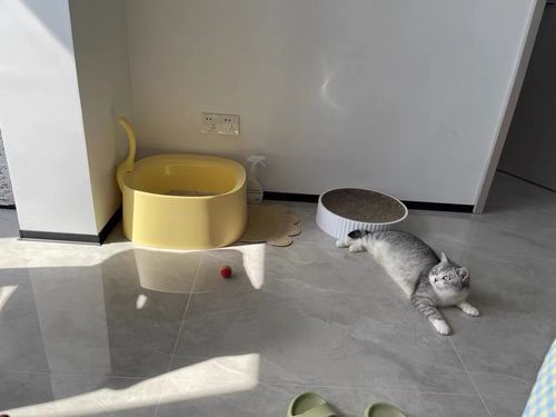 Customer photo review of Michu Macaron High Edge Open Style Extra Large Cat Litter Box, Scoop Included