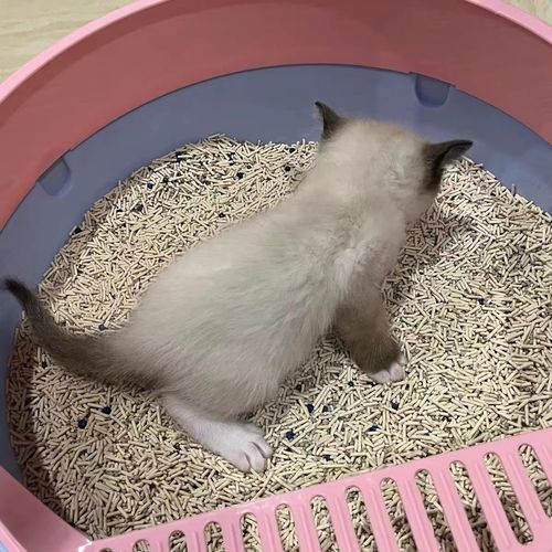 Customer photo review of Michu Mixed Tofu Cat Litter, Heavy Duty Flushable Kitty Litter