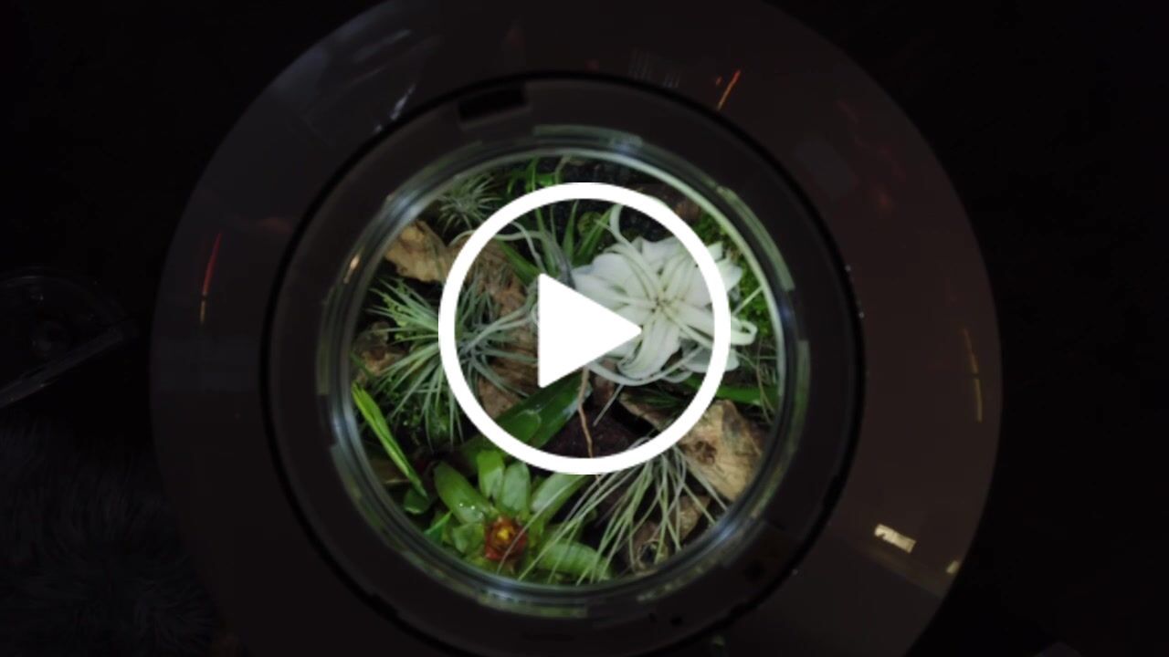 Customer video review of Tillandsia xerographica 'Bonsai'