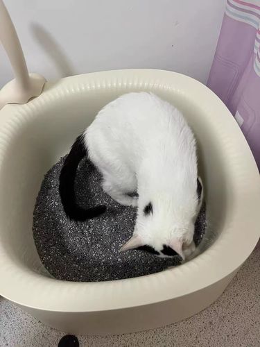 Customer photo review of Michu Macaron High Edge Open Style Extra Large Cat Litter Box, Scoop Included