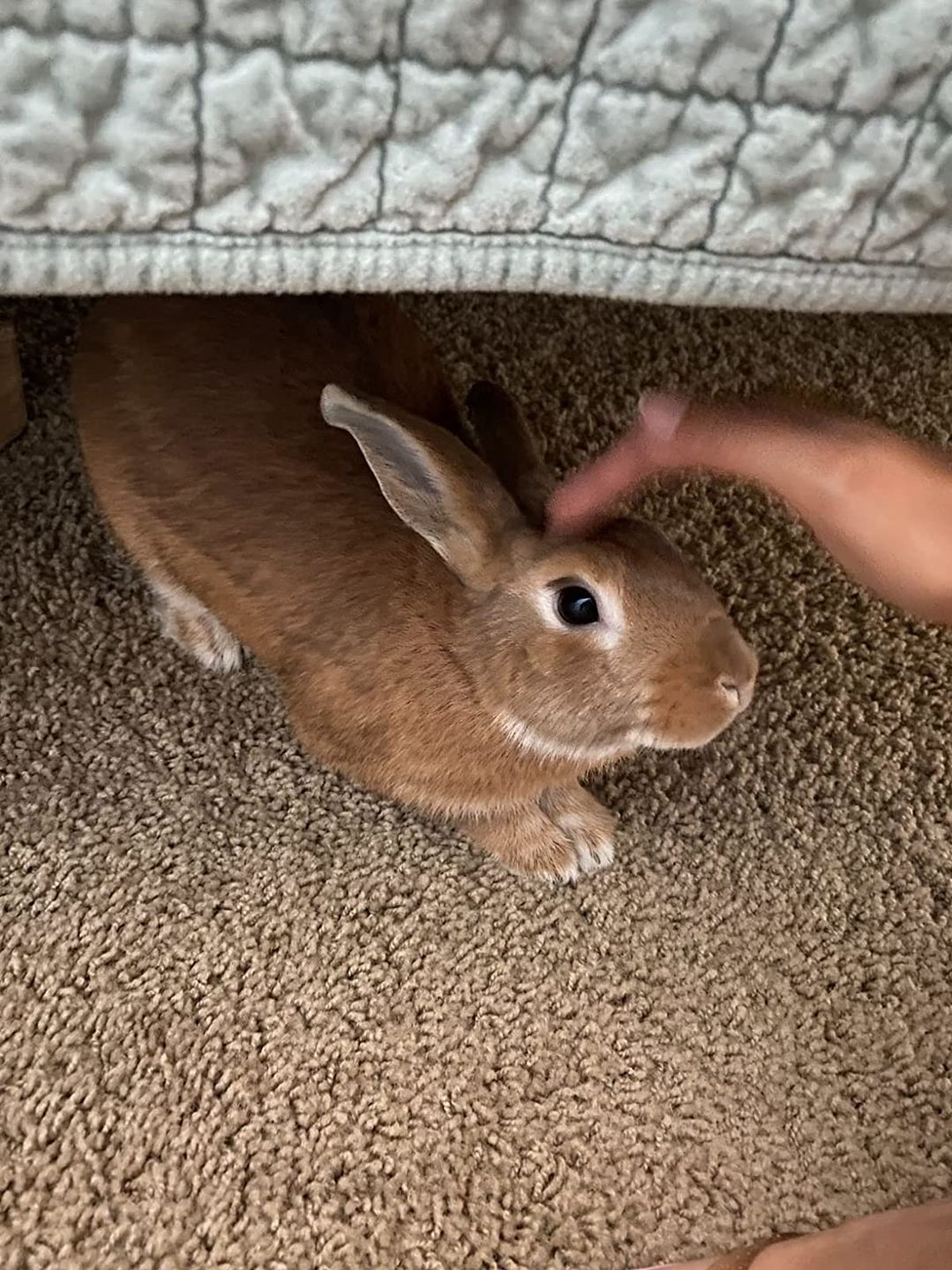 Customer photo review of Carrot Farm
