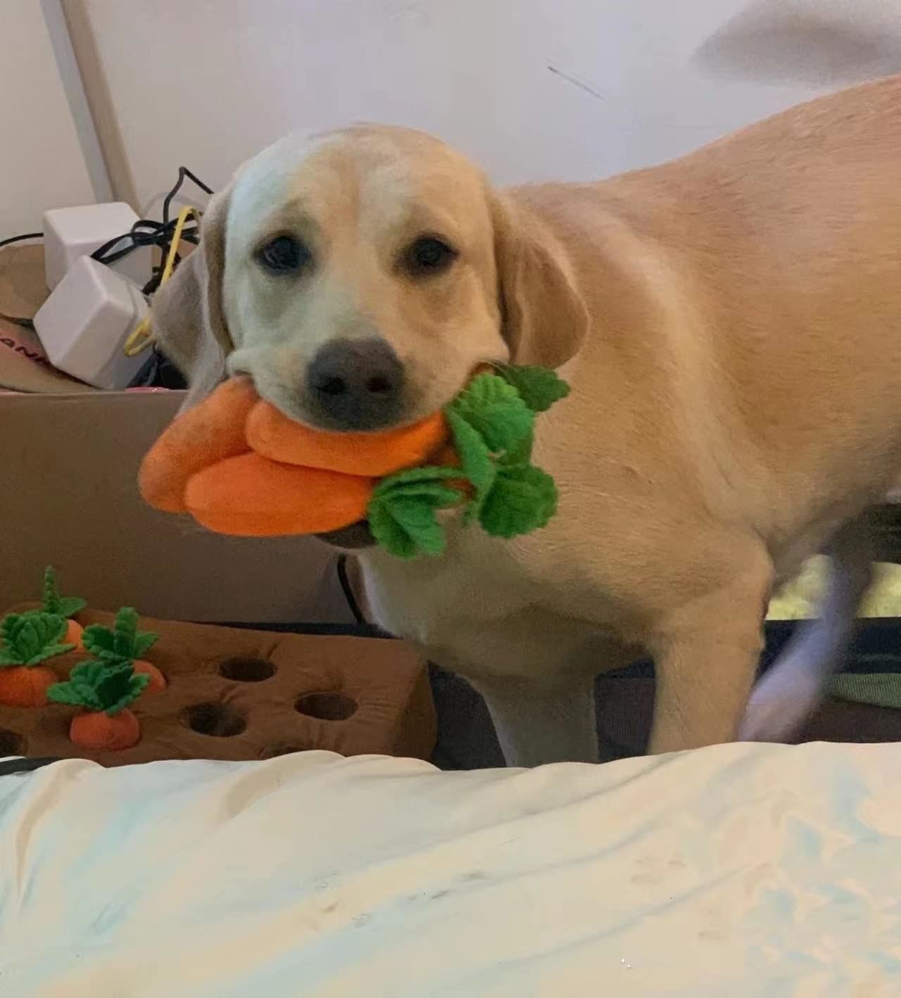 Customer photo review of Carrot Farm