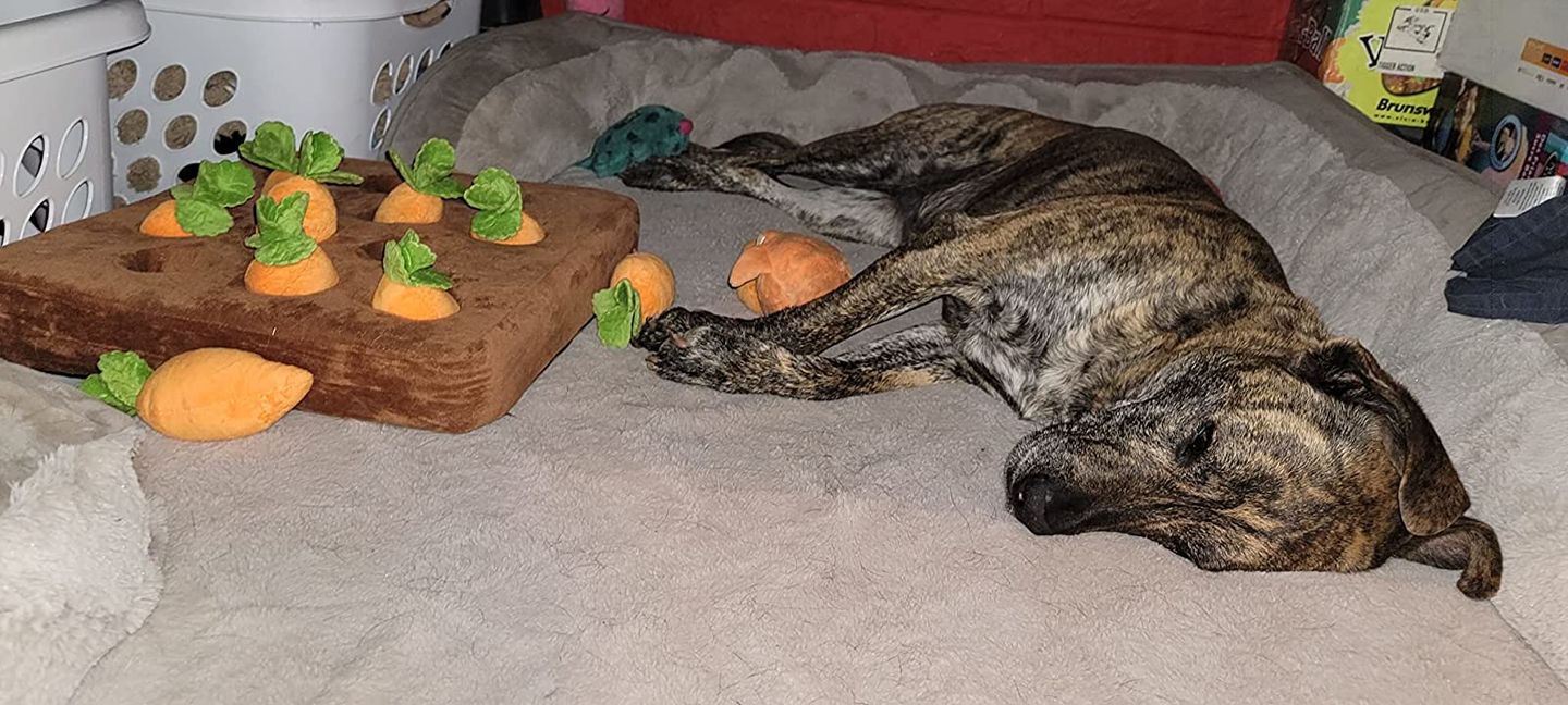 Customer photo review of Carrot Farm