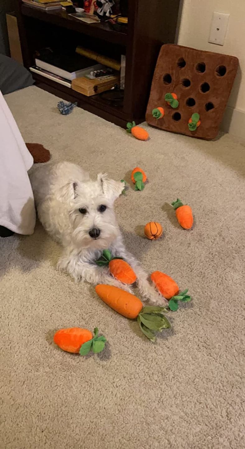 Customer photo review of Carrot Farm