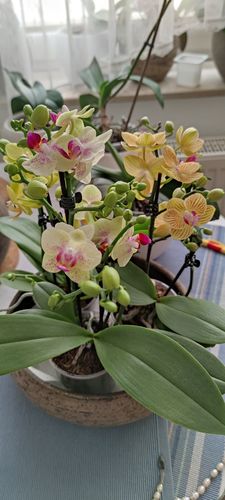 Customer photo review of Große Two of Us Grosseto mit gelb-roten Blüten und 4+ Stielen