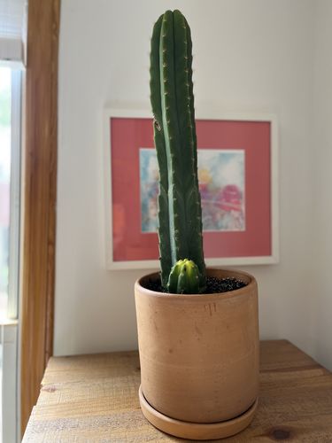 Customer photo review of San Pedro Cactus | Echinopsis pachanoi