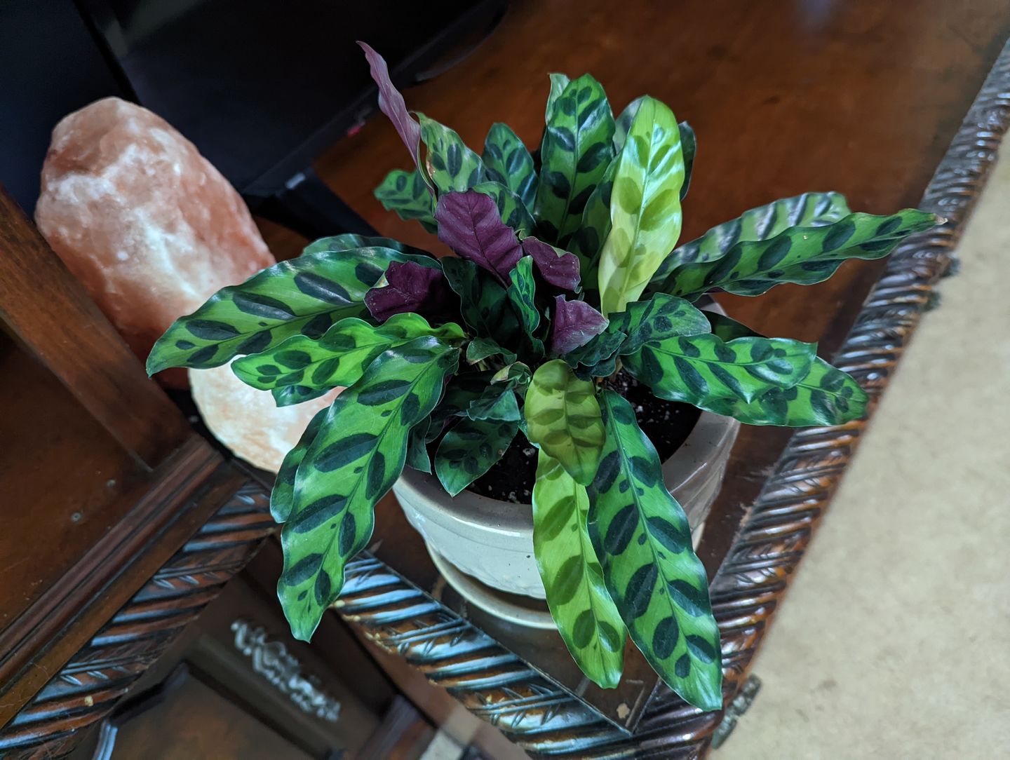 Customer photo review of 4" Calathea lancifolia "Rattlesnake"